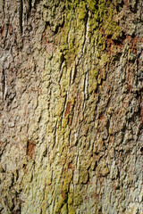 Baumrinde, Stieleiche (Quercus robur), Hintergrundbild