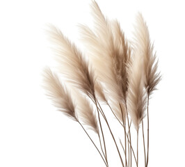 A flourishing bunch of pampas grass, isolated on a transparent background