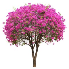Obraz premium Vibrant pink bougainvillea tree isolated on white background