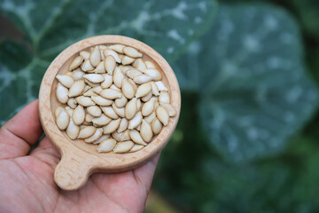 Farmer hand hold pumpkin seeds for using in growing plant of organic farming