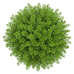 Obraz premium Aerial view of lush green bush isolated on white background