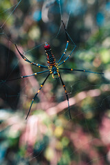 Spider on a spider web