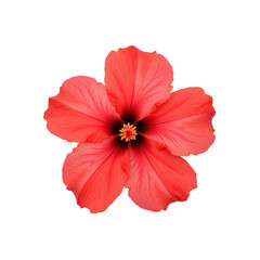 Vibrant red hibiscus flower with transparent background, beautifully isolated against black, perfect for floral arrangements or botanical studies..