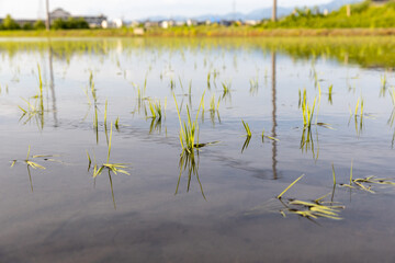 田植え直後の雪若丸の苗