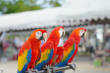 scarlet macaw parrot free flying bird