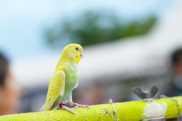 Melopsittacus undulatus free flying bird on aluminum bars