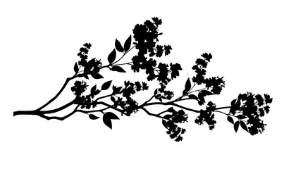 Lilac branch