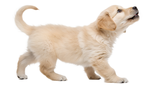A golden retriever puppy stands, looking upwards with its mouth open, tail curved.