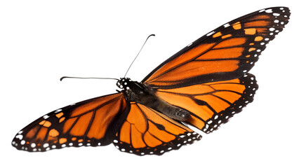 Fototapeta premium Vivid Orange Monarch Butterfly with Black and White Markings on Transparent Background High-Resolution Detailed Close-up Studio Photography