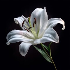 Fototapeta premium Stunning White Lily against a Dark Background