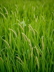 Obraz premium grass field background, green grass, green background