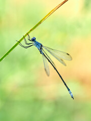 Lestes macrostigma (Eversmann), the Dark Spreadwing