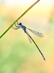Lestes macrostigma (Eversmann), the Dark Spreadwing