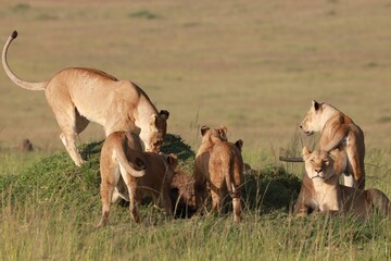 Obraz premium Pride of Lions in African Savannah