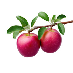 Fresh Red Apples on Branch with Green Leaves