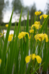 A calm summer evening by the water, featuring aquatic plants with delicate yellow flowers. 