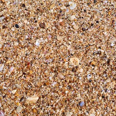 sand and shells on the beach