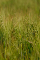 Golden ears of barley against a green field, illuminated by soft natural light. Agricultural landscape in warm summer tones.