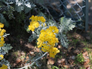 花壇にシロタエギクの花が咲いている