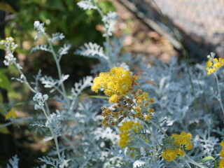 花壇にシロタエギクの花が咲いている
