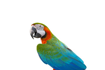 Harlequin macaw parrot free flying bird isolated on white background. This has clipping path.
