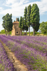 Lavender lines in Italy. Tuscany coutryside scenery landscape at sunset with sky and clouds.