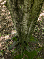 A tree trunk with moss growing on it in the woods