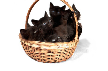 A group of small black kittens playing in a wicker basket, on a white background.