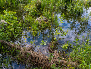 A small pond filled with lots of water and plants