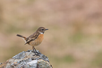 Female Stonechat, Saxicola rubicola, Dumfries & Galloway, Scotland