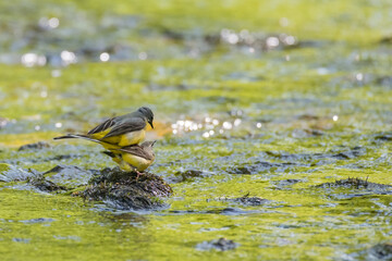 Pair of Grey wagtail, Motacilla cinerea, mating, river Fleet, Dumfries & Galloway, Scotland