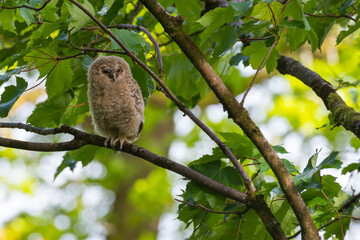 Tawny Owl, Strix aluco, chick fledging in a tree, Dumfries & Galloway, Scotland
