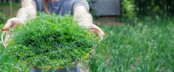 woman harvests dill, holds a bowl with dill in her hands. Selective focus