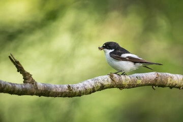 Male Pied Flycatcher, Ficedula hypoleuca, with a spider in its beak,  Castramon Wood, Dumfries & Galloway, Scotland