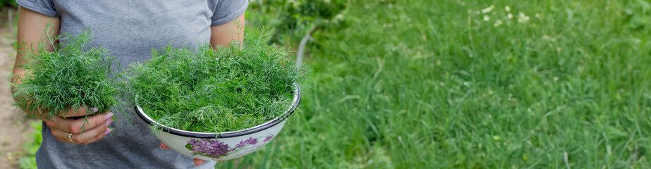 woman harvests dill, holds a bowl with dill in her hands. Selective focus