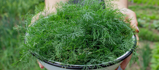 woman harvests dill, holds a bowl with dill in her hands. Selective focus