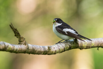 Male Pied Flycatcher, Ficedula hypoleuca, with spiders, caterpillars and grubs in its beak, Castramon Wood, Dumfries & Galloway, Scotland