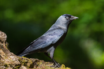 Jackdaw, Corvus monedula, Dumfires & Galloway, Scotland
