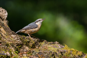 Nuthatch, Sitta europaea, Dumfries & Galloway, Scotland