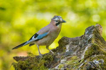 Jay, Garrulus glandarius, Dumfries & Galloway, Scotland