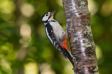 Male Great Spotted Woodpecker, Dendrocopos major, Dumfries & Galloway, Scotland