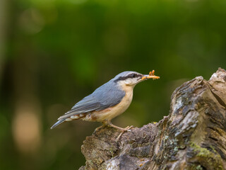 Fototapeta premium Nuthatch, Sitta europaea, with a beak full of grubs, Dumfries & Galloway, Scotland