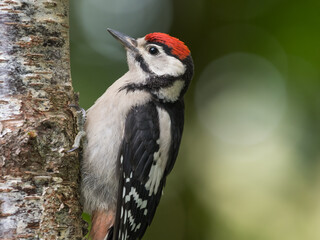 Juvenile Great Spotted Woodpecker, Dendrocopos major, on a birch tree, Dumfries & Galloway, Scotland