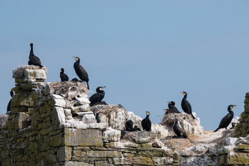 Cormorants, Phalacrocorax carbo, nesting on the Murray Isles, Solway Firth, Dumfries & Galloway, Scotland