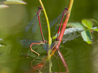 Large red Damselflies, Pyrrhosoma nymphula, laying eggs in a pond, Dumfries & Galloway, Scotland