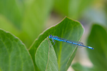 Azure Damselfly, Coenagrion puella, perched on Bogbean leaves in a pond, Dumfries & Galloway,...