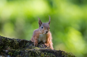 Inquisitive looking Red Squirrel, Sciurus vulgaris, Dumfries & Galloway, Scotland