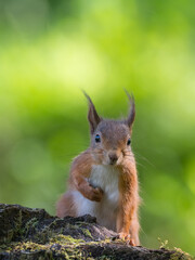 Inquisitive looking Red Squirrel, Sciurus vulgaris, Dumfries & Galloway, Scotland