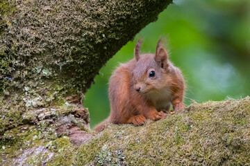 Red Squirrel, Sciurus vulgaris, Dumfries & Galloway, Scotland