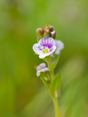 Thyme-leaved Speedwell, Veronica serpyllifolia, in grassland, Dumfries & Galloway, Scotland